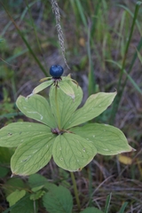 Paris verticillata
