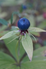 Paris verticillata
