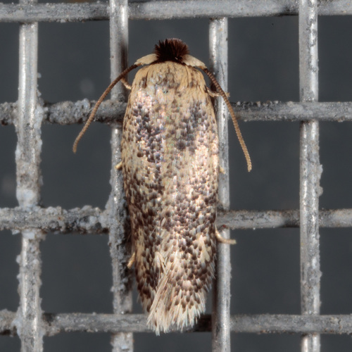American Chestnut Moth photo 3