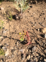 Camissoniopsis intermedia