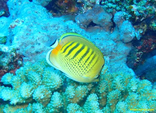 Chaetodon punctatofasciatus observed 2026-10-03