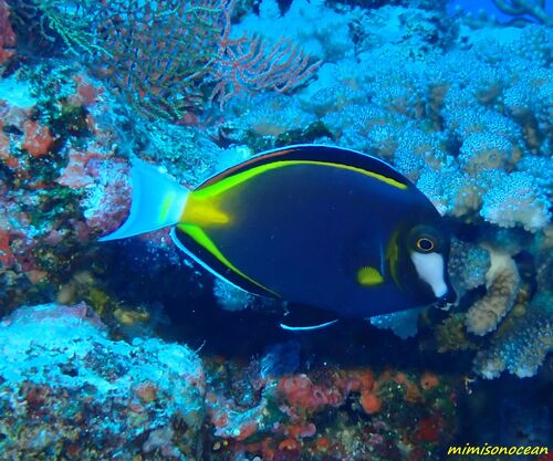 Acanthurus japonicus observed 2026-10-04