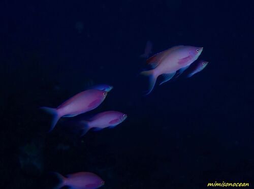 Pseudanthias pascalus observed 2026-10-04