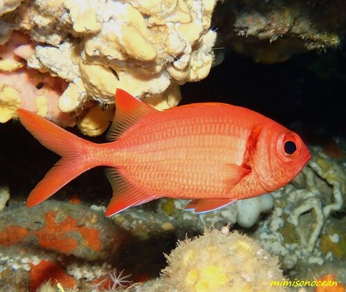 Myripristis kuntee observed 2026-10-05