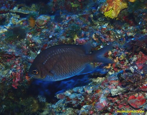 Chromis alpha observed 2026-10-05