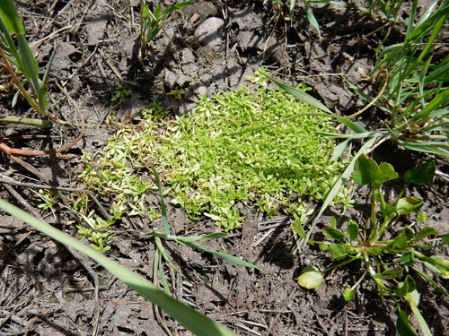iNaturalist observation photo of Water Starworts