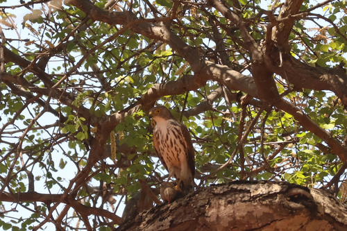 iNaturalist image