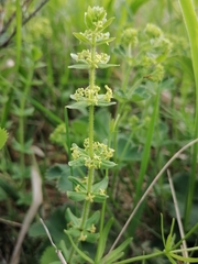 Cruciata glabra krylovii