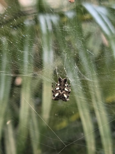 Tropical Tent-web Spider