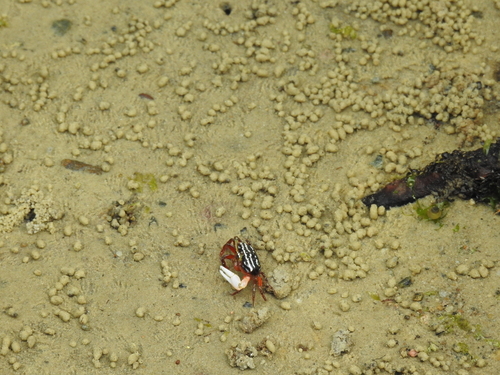 Austruca annulipes observed 2026-10-03