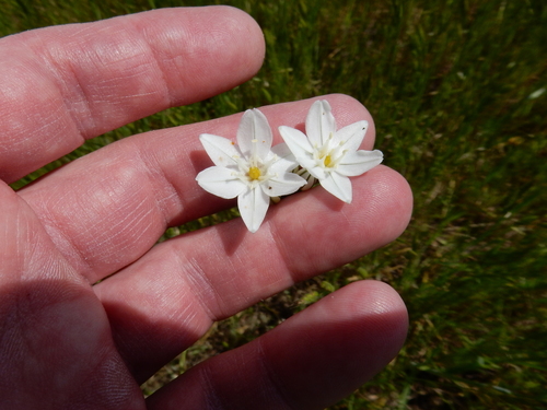 iNaturalist observation photo of white brodiaea