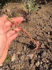 Camissoniopsis intermedia