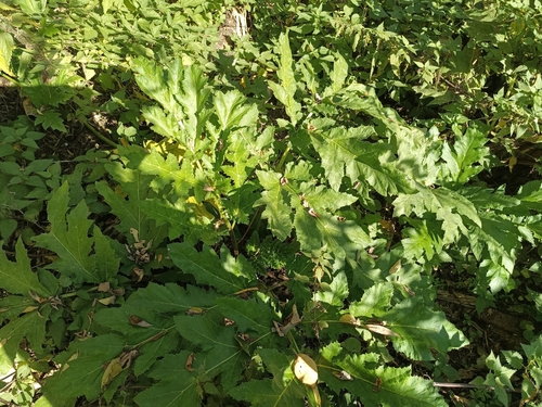 Giant Hogweed