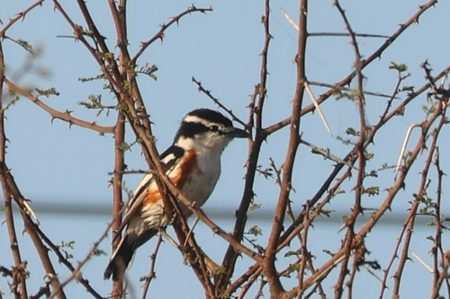 iNaturalist image