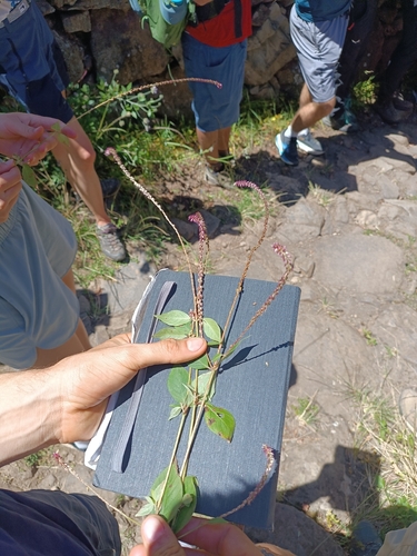Achyranthes sicula observed 2026-05-04