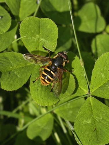 Yellow-barred Peat Hover Fly