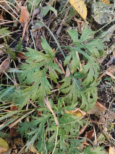 Artemisia sieversiana observed 2026-10-06