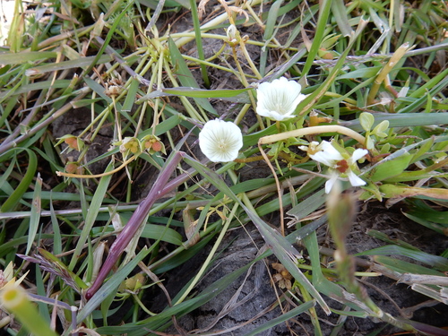 iNaturalist observation photo of Douglas' meadowfoam