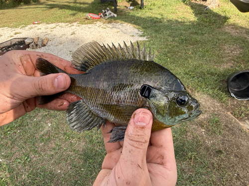 Bluegill