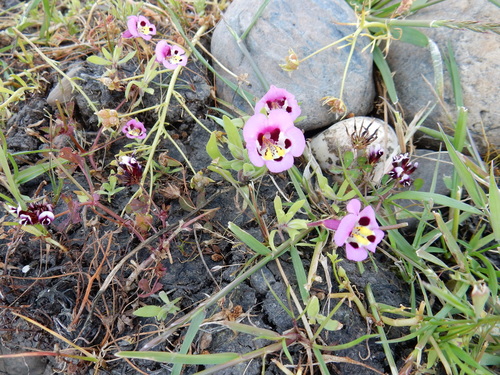 iNaturalist observation photo of tricolor monkeyflower