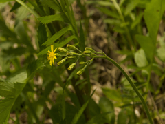 Crepis praemorsa