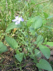 Viola nemoralis