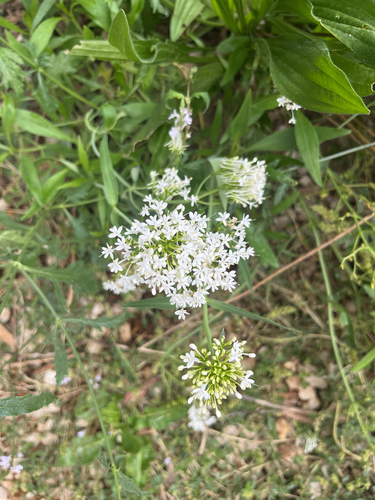 Red Valerian