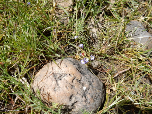 iNaturalist observation photo of Doublehorn Calicoflower
