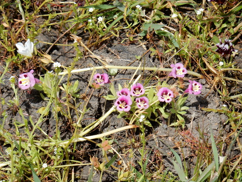 iNaturalist observation photo of tricolor monkeyflower