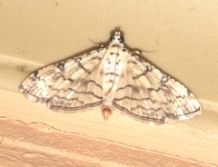 Hileithia approprialis
