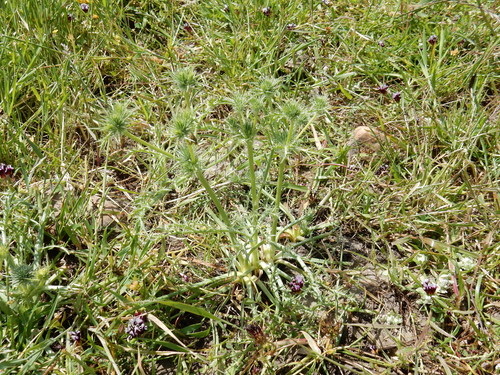 iNaturalist observation photo of Great Valley Coyote-thistle