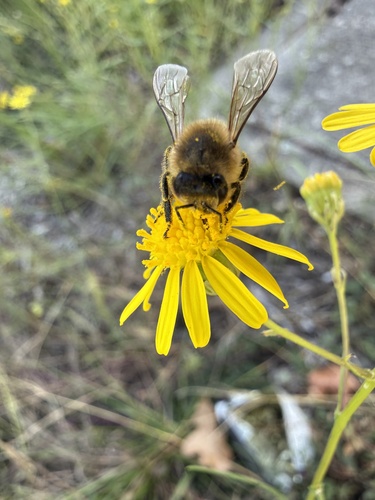 Western Honey Bee