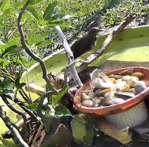 Song Thrush