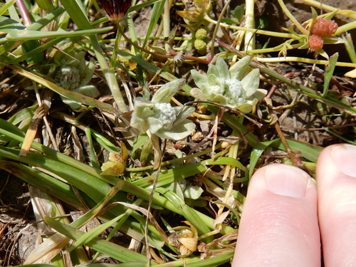 iNaturalist observation photo of dwarf woollyheads