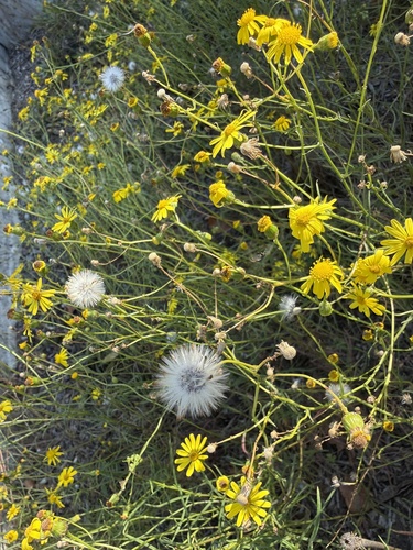 Narrow-leaved Ragwort