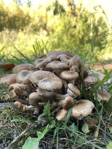 Honey Mushroom