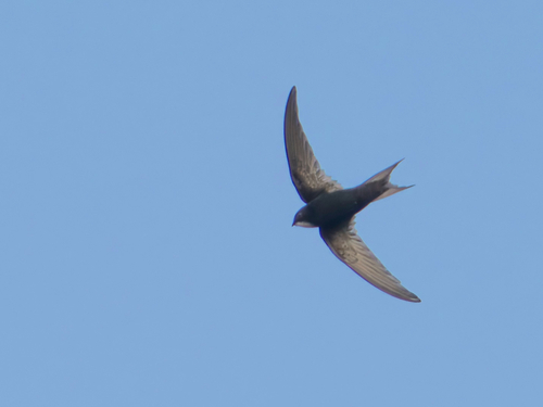 iNaturalist image
