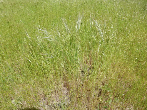 iNaturalist observation photo of great brome