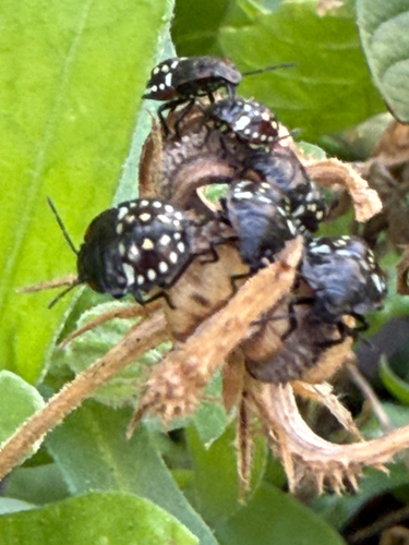 Southern Green Stink Bug