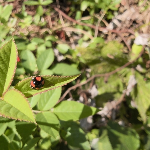 Six-spotted Zigzag Ladybird