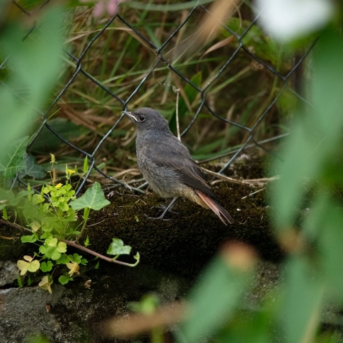 Black Redstart