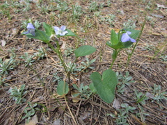 Viola nemoralis
