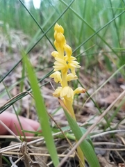 Corallorhiza striata vreelandii