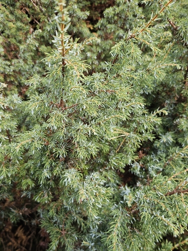 common juniper