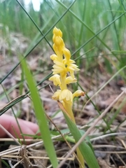 Corallorhiza striata vreelandii