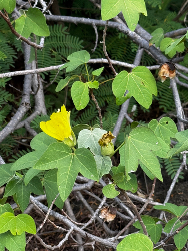 Gossypium tomentosum observed 2026-10-02