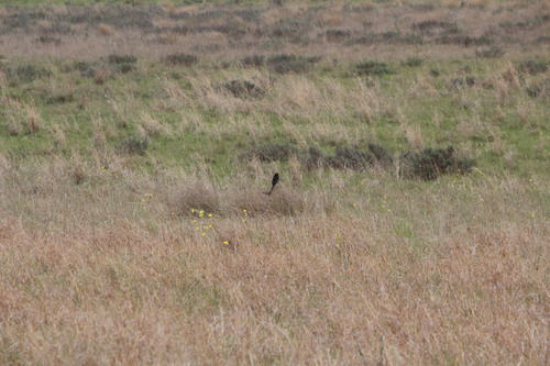 iNaturalist image