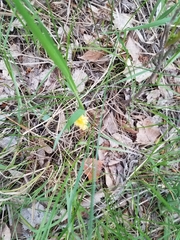 Corallorhiza striata vreelandii