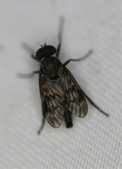 Tabanomorpha
