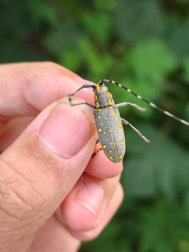 Yellow-spotted Longicorn Beetle